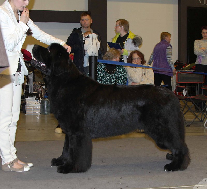 Фото: ньюфаундленд Бегущая по Волнам Шаман (Beguschaya po Volnam Shaman)