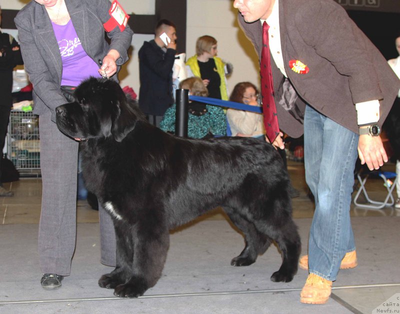 Фото: ньюфаундленд Супер Бизон Лилимэн (Super Bizon Liliman)