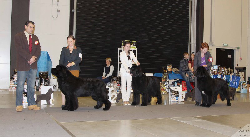 Фото: ньюфаундленд Акватория Келвин Фром Сибириа эт Каюга (Aquatoriya Kelvin From Siberia at Cayuga), ньюфаундленд Бегущая по Волнам Шаман (Beguschaya po Volnam Shaman), ньюфаундленд Супер Бизон Лилимэн (Super Bizon Liliman)