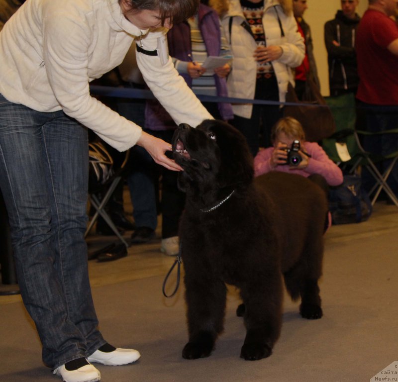 Фото: ньюфаундленд Черная Мафия Бекаусе И Ам Вортх Ит (Chernaya Mafia Because I Am Worth It)