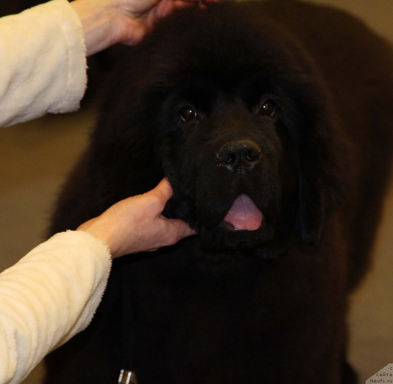 Фото: ньюфаундленд Черная Мафия Бекаусе И Ам Вортх Ит (Chernaya Mafia Because I Am Worth It)