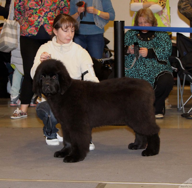 Фото: ньюфаундленд Черная Мафия Бекаусе И Ам Вортх Ит (Chernaya Mafia Because I Am Worth It)