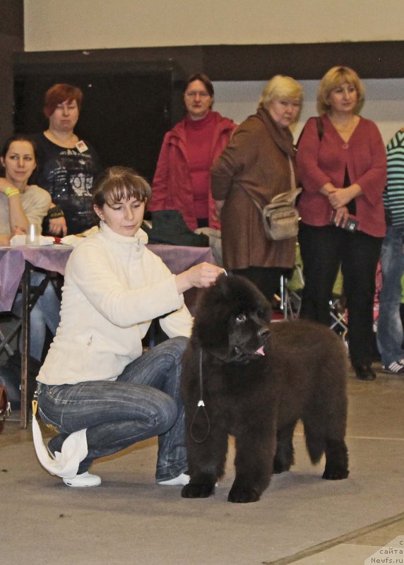 Фото: ньюфаундленд Черная Мафия Бекаусе И Ам Вортх Ит (Chernaya Mafia Because I Am Worth It)