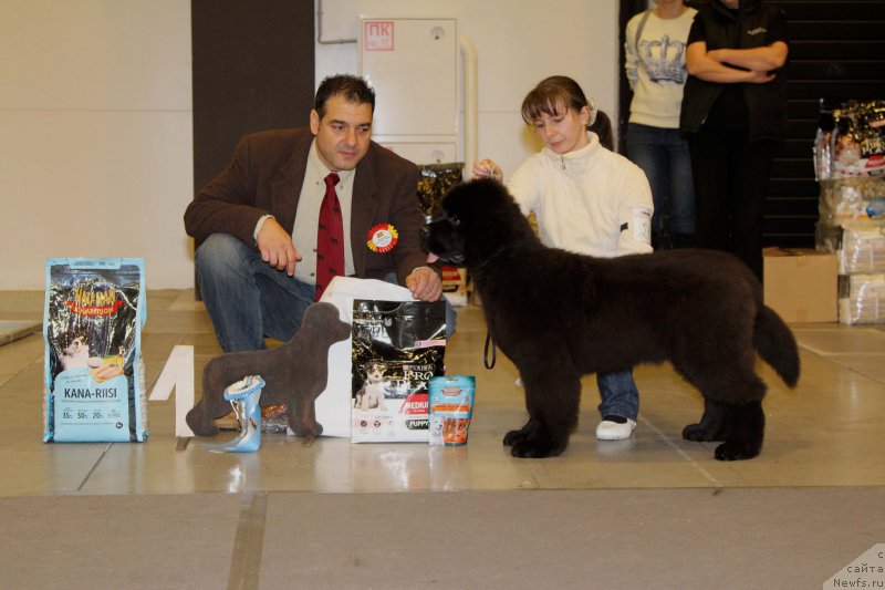 Фото: ньюфаундленд Черная Мафия Бекаусе И Ам Вортх Ит (Chernaya Mafia Because I Am Worth It)