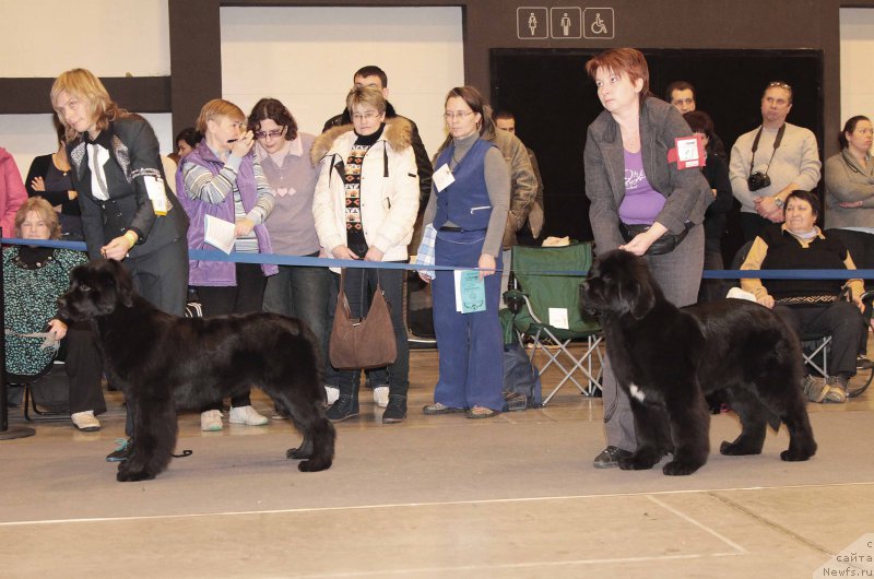 Фото: ньюфаундленд Бегущая по Волнам Год Блеек Кюеен (Beguschaya po Volnam God Bless Queen), ньюфаундленд Терра Виктория Водная Нимфа