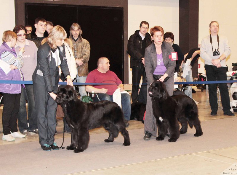 Фото: ньюфаундленд Бегущая по Волнам Год Блеек Кюеен (Beguschaya po Volnam God Bless Queen), ньюфаундленд Терра Виктория Водная Нимфа
