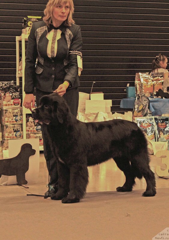 Фото: ньюфаундленд Бегущая по Волнам Год Блеек Кюеен (Beguschaya po Volnam God Bless Queen)