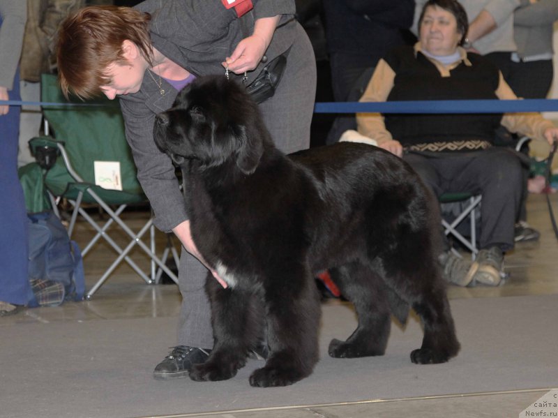 Фотография № 219217