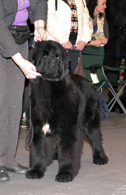 Фото: ньюфаундленд Терра Виктория Водная Нимфа