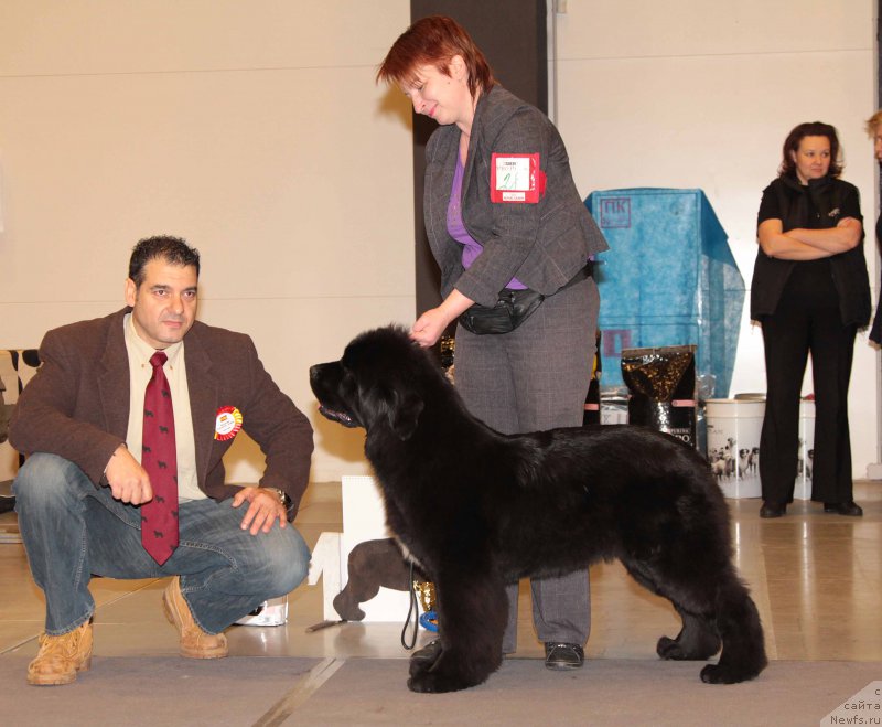 Фото: ньюфаундленд Терра Виктория Водная Нимфа