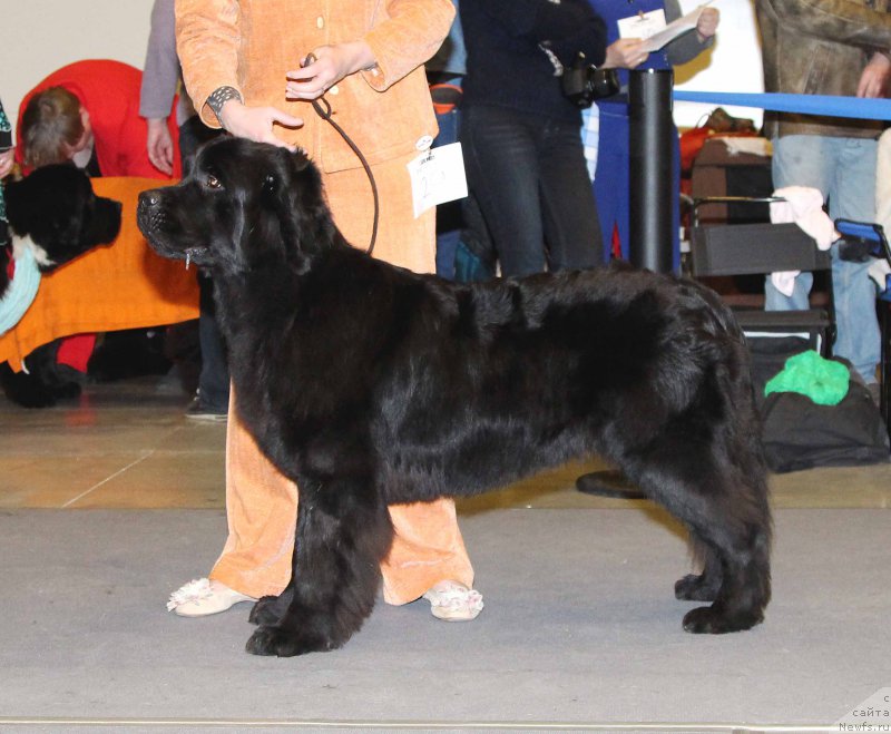 Фото: ньюфаундленд Белкондер-Клаб Белла Ренессанс (Belkonder-Club Bella Renaissance)