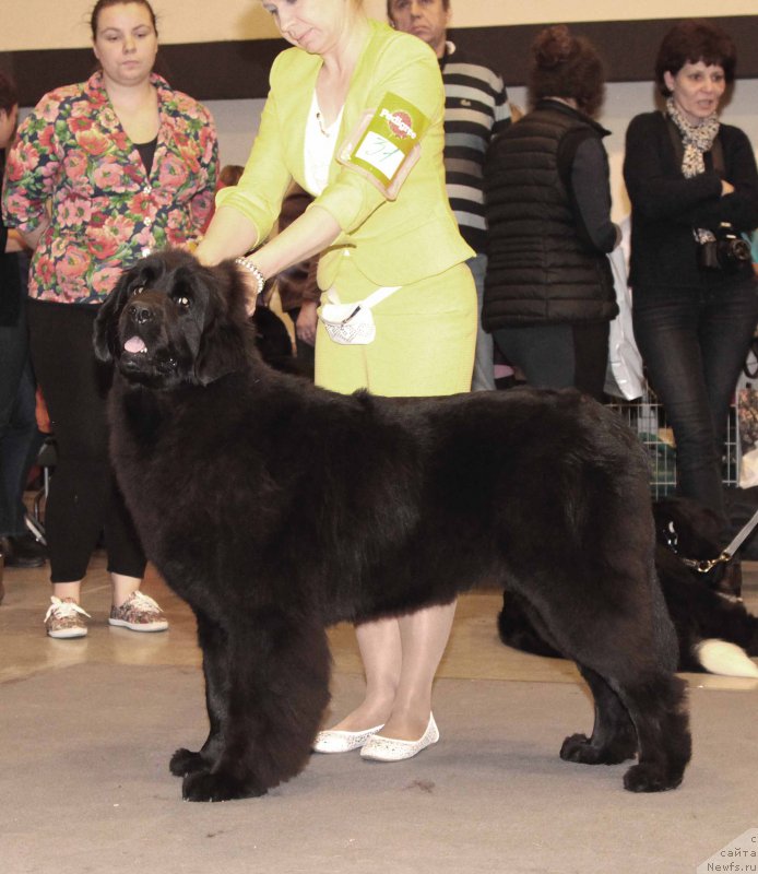 Фото: ньюфаундленд Енигматик Кингд Ангел оф Cоул (Enigmatic kingd Angel of Soul)