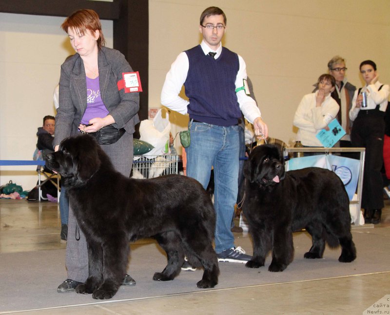 Фото: ньюфаундленд Зимушка Зима из Уникальной Коллекции (Zimushka Zima iz Unikalnoy Kollektsii), ньюфаундленд King of Helluland Glitter in the Air