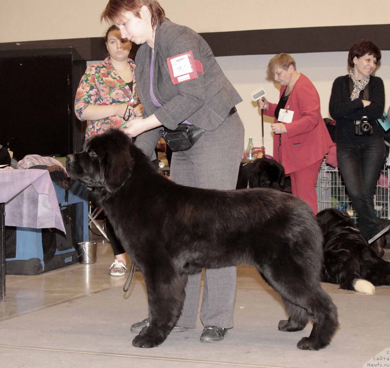 Фото: ньюфаундленд Зимушка Зима из Уникальной Коллекции (Zimushka Zima iz Unikalnoy Kollektsii)