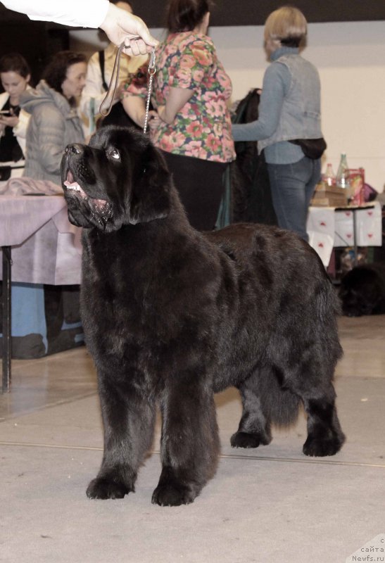 Фото: ньюфаундленд King of Helluland Glitter in the Air