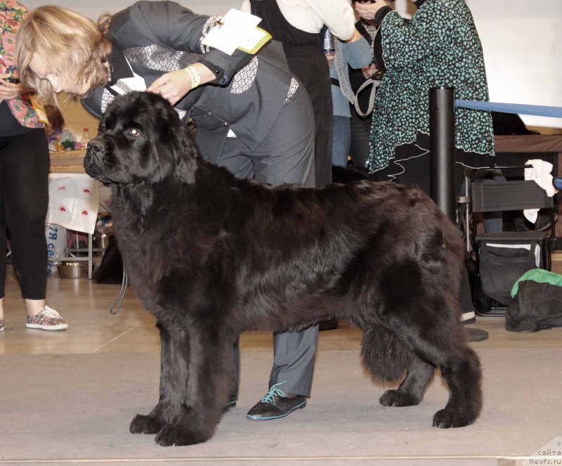 Фото: ньюфаундленд Монтсеррат Кабалье из Антаграда (Montserrat Caballe is Antagrada)