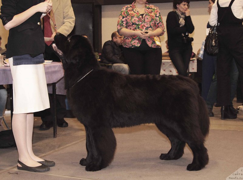 Фото: ньюфаундленд Моя Стихия Лорейн Дитрих (Moya Stikhiya Loreyn Ditrix)