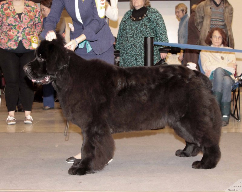 Фото: ньюфаундленд Смигар Блонди Мэрилин (Smigar Blondy Marilyn)