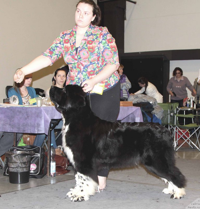 Фото: ньюфаундленд Акватория Келвин Домино (Aquatoriya Kelvin Domino)