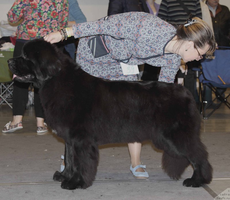 Фото: ньюфаундленд Бегущая по Волнам Браво Брависсимо (Beguschaya po Volnam Bravo Bravissimo)