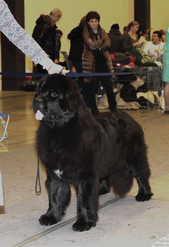 Фото: ньюфаундленд Бегущая по Волнам Браво Брависсимо (Beguschaya po Volnam Bravo Bravissimo)