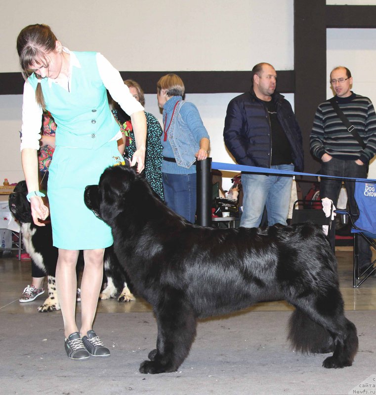 Фото: ньюфаундленд Белкондер-Клаб Ямайка Блю Маунтин (Belkonder-Club Jamaica Blue Mountin)