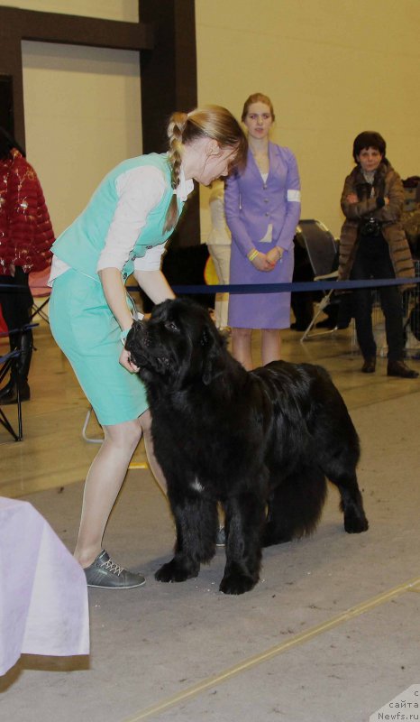 Фото: ньюфаундленд Белкондер-Клаб Ямайка Блю Маунтин (Belkonder-Club Jamaica Blue Mountin)