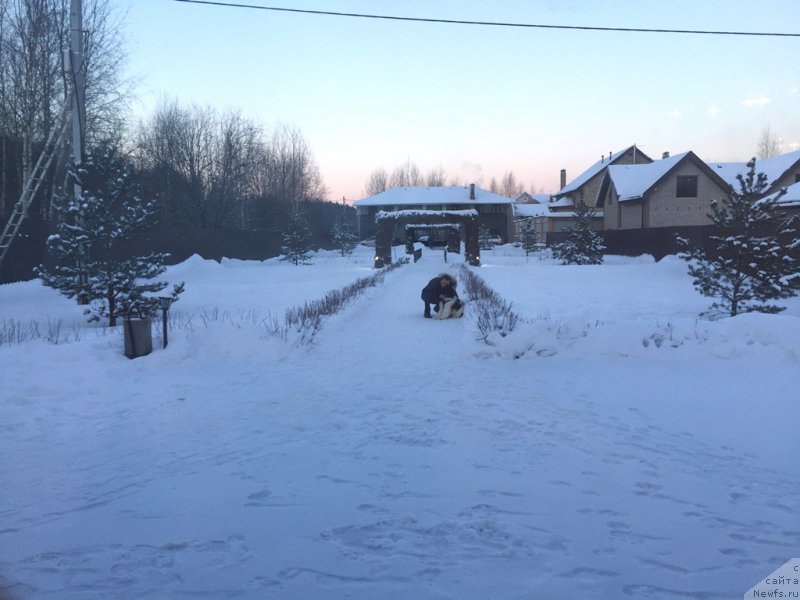 Фото: ньюфаундленд Водолей от Карельских Медведей