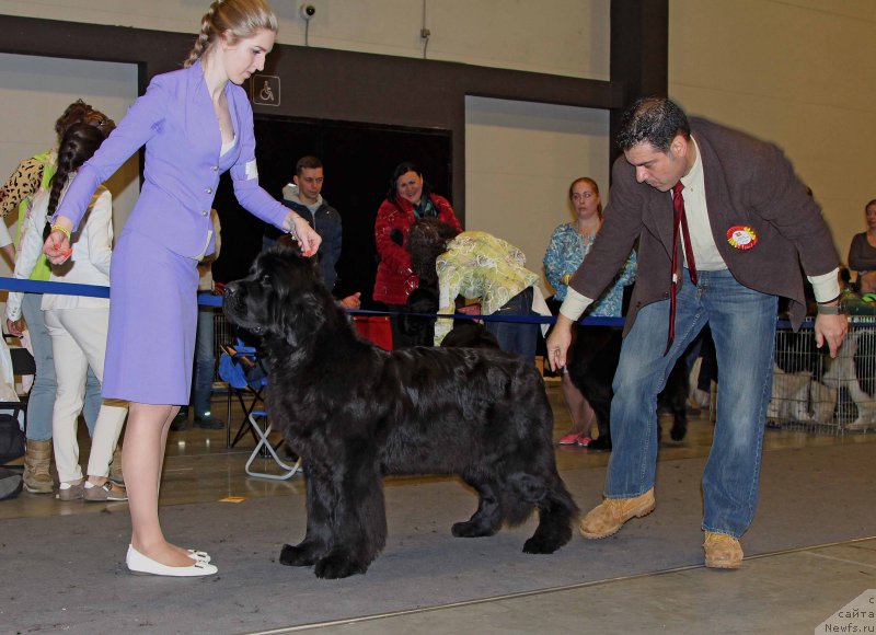 Фото: ньюфаундленд Бегущая по Волнам Чесс Квин Ин Блэк (Beguschaya po Volnam Chess Queen in Black)