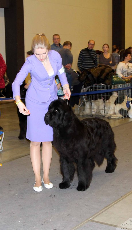 Фото: ньюфаундленд Бегущая по Волнам Чесс Квин Ин Блэк (Beguschaya po Volnam Chess Queen in Black)