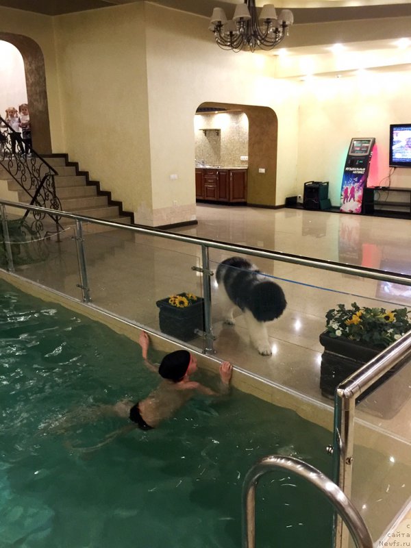 Фото: ньюфаундленд Водолей от Карельских Медведей