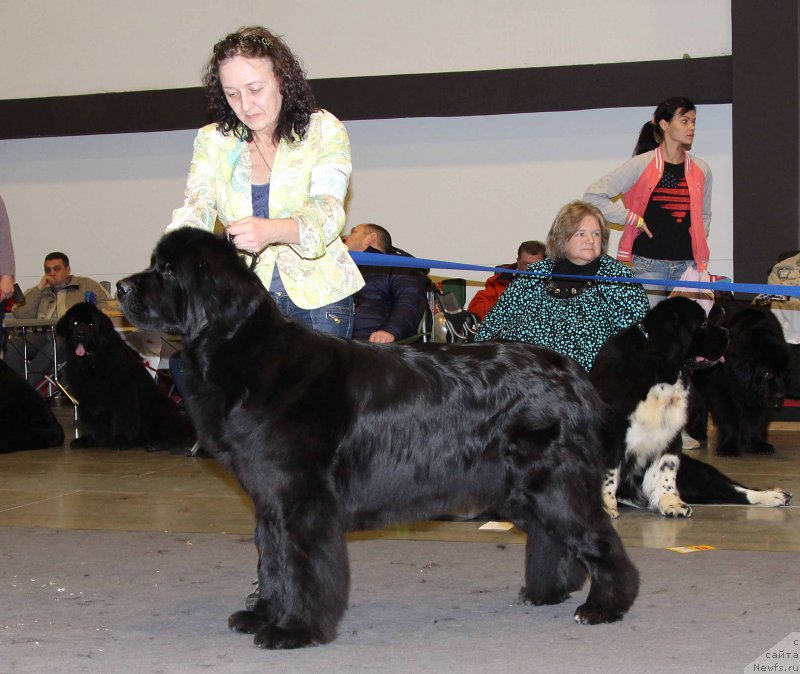 Фото: ньюфаундленд Бегущая по Волнам Шадэ Колор оф Лифе (Beguschaya po Volnam Shade Color of Life)