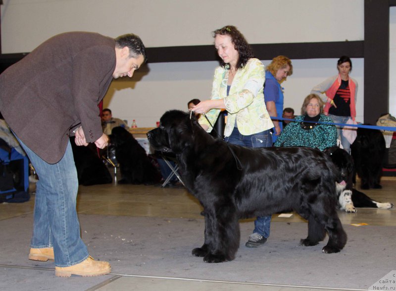 Фото: ньюфаундленд Бегущая по Волнам Шадэ Колор оф Лифе (Beguschaya po Volnam Shade Color of Life)