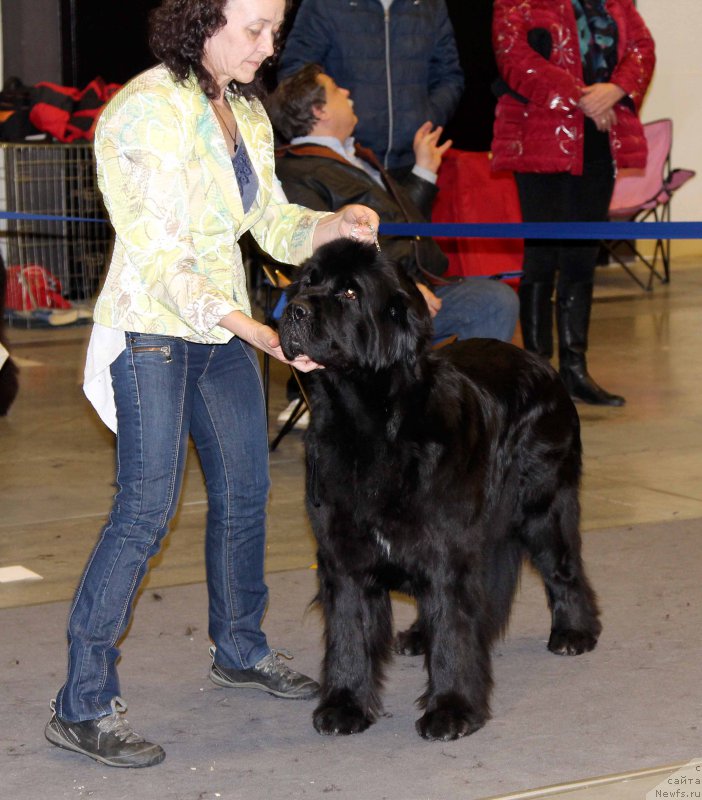 Фото: ньюфаундленд Бегущая по Волнам Шадэ Колор оф Лифе (Beguschaya po Volnam Shade Color of Life)