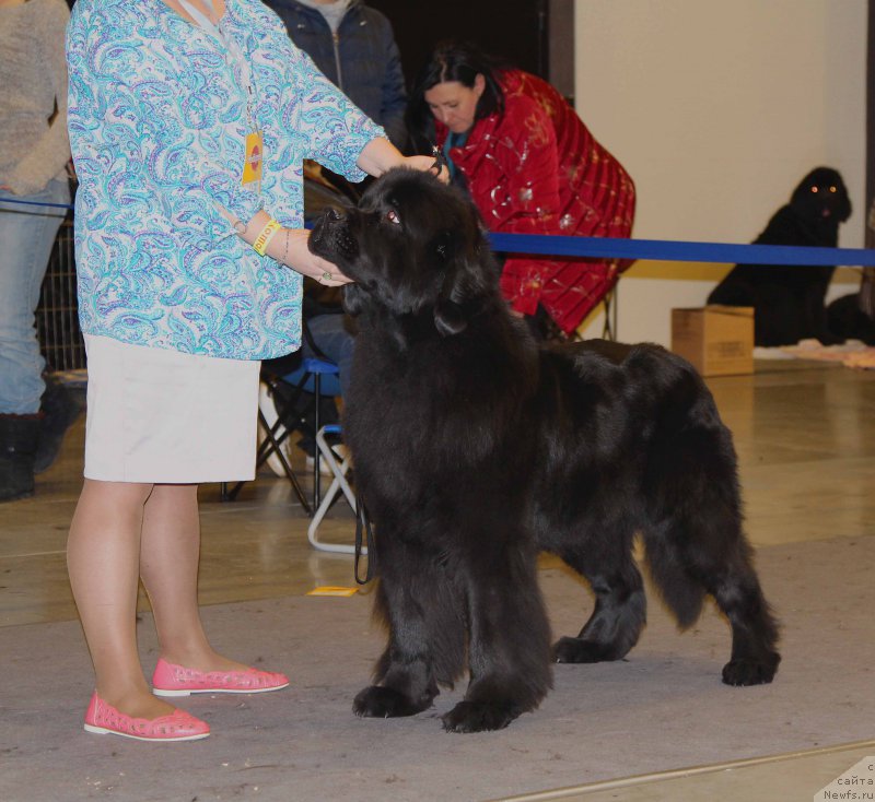 Фото: ньюфаундленд Дар Свезы Фелисити-Феличита