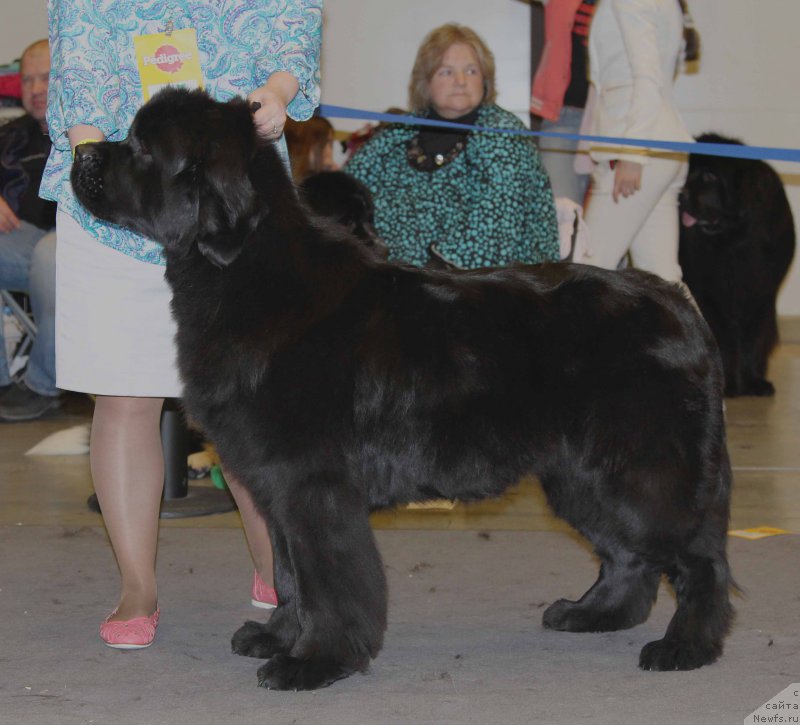 Фото: ньюфаундленд Дар Свезы Фелисити-Феличита