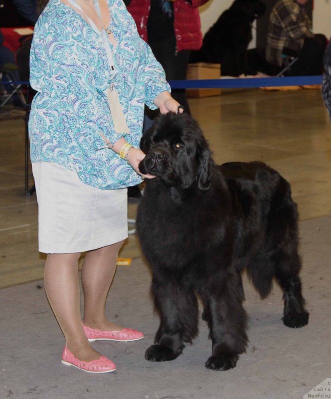 Фото: ньюфаундленд Дар Свезы Фелисити-Феличита