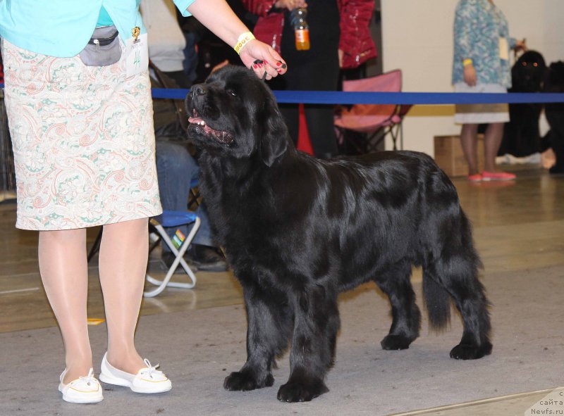 Фото: ньюфаундленд Медовая Милетти Внучка Леди (Medovaya Milleti Vnushka Lady)