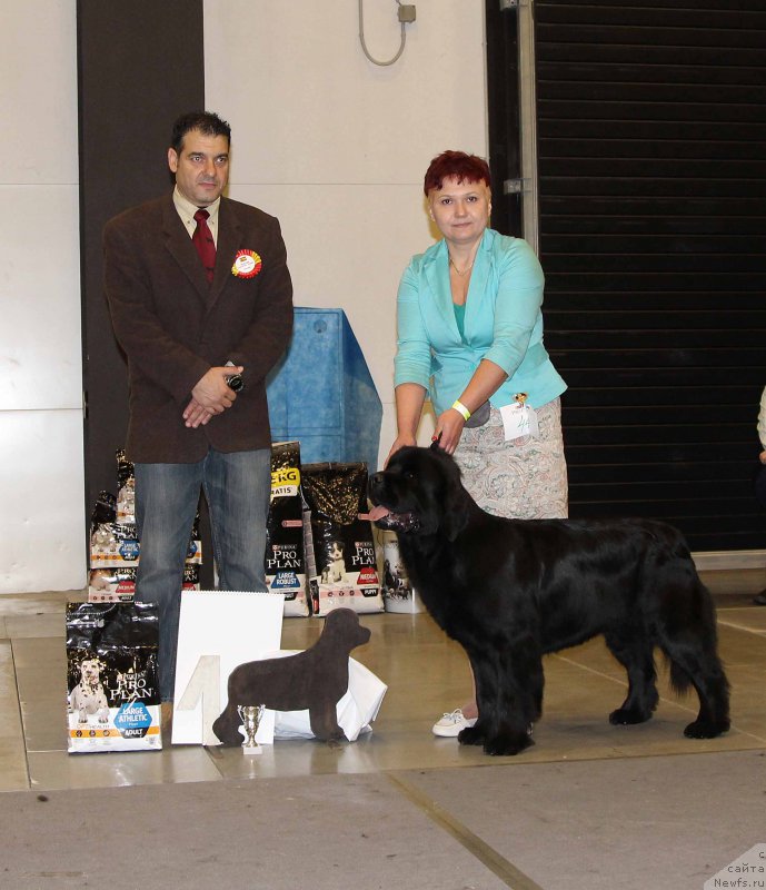 Фото: ньюфаундленд Медовая Милетти Внучка Леди (Medovaya Milleti Vnushka Lady)
