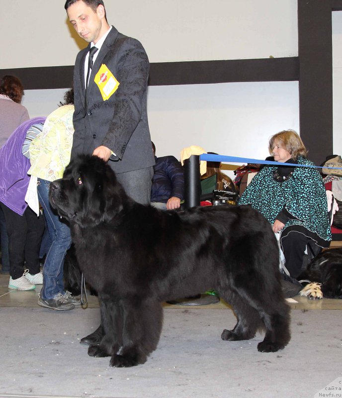 Фото: ньюфаундленд Love Inside Your Soul Moon Bear