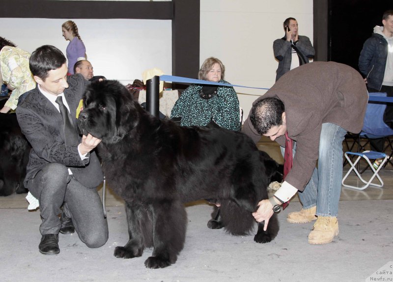 Фото: ньюфаундленд Love Inside Your Soul Moon Bear