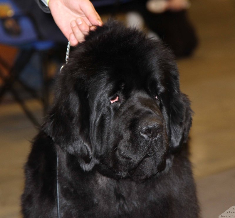 Фото: ньюфаундленд Love Inside Your Soul Moon Bear