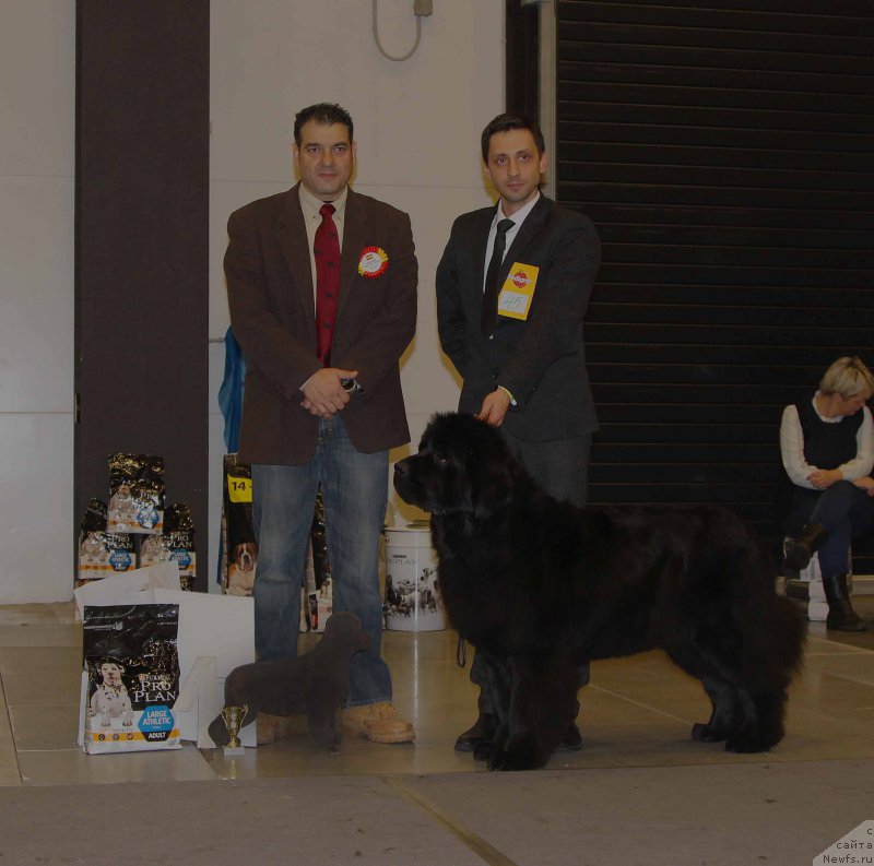 Фото: ньюфаундленд Love Inside Your Soul Moon Bear