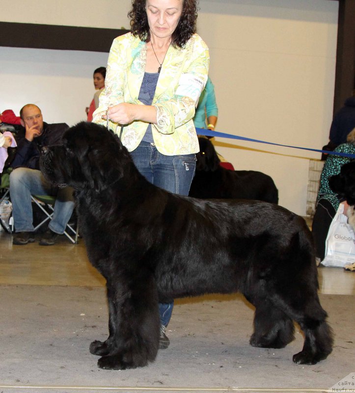Фото: ньюфаундленд Бегущая по Волнам Зефирин Друэн (Beguschaya po Volnam Zephirine Drouhin)