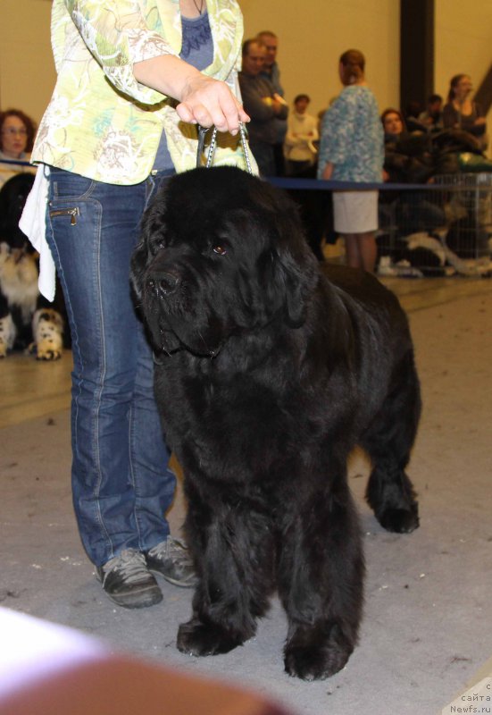 Фото: ньюфаундленд Бегущая по Волнам Зефирин Друэн (Beguschaya po Volnam Zephirine Drouhin)