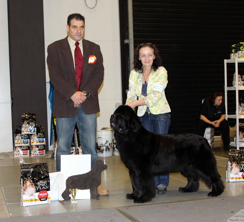 Фото: ньюфаундленд Бегущая по Волнам Зефирин Друэн (Beguschaya po Volnam Zephirine Drouhin)