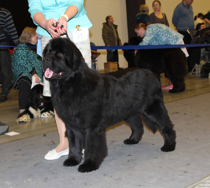 Фото: ньюфаундленд Вперед Зовущая с Берега Дона (Vpered Zovuschaya s Berega Dona)