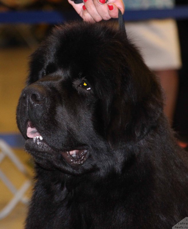 Фото: ньюфаундленд Вперед Зовущая с Берега Дона (Vpered Zovuschaya s Berega Dona)