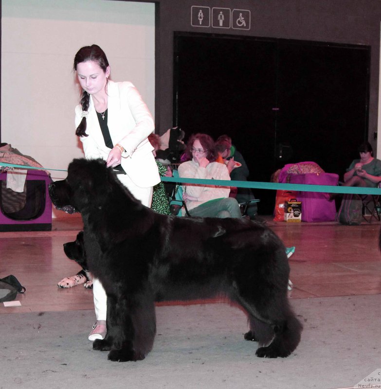 Фото: ньюфаундленд Бегущая по Волнам Ринг оф Фире (Beguschaya po Volnam Ring of Fire)