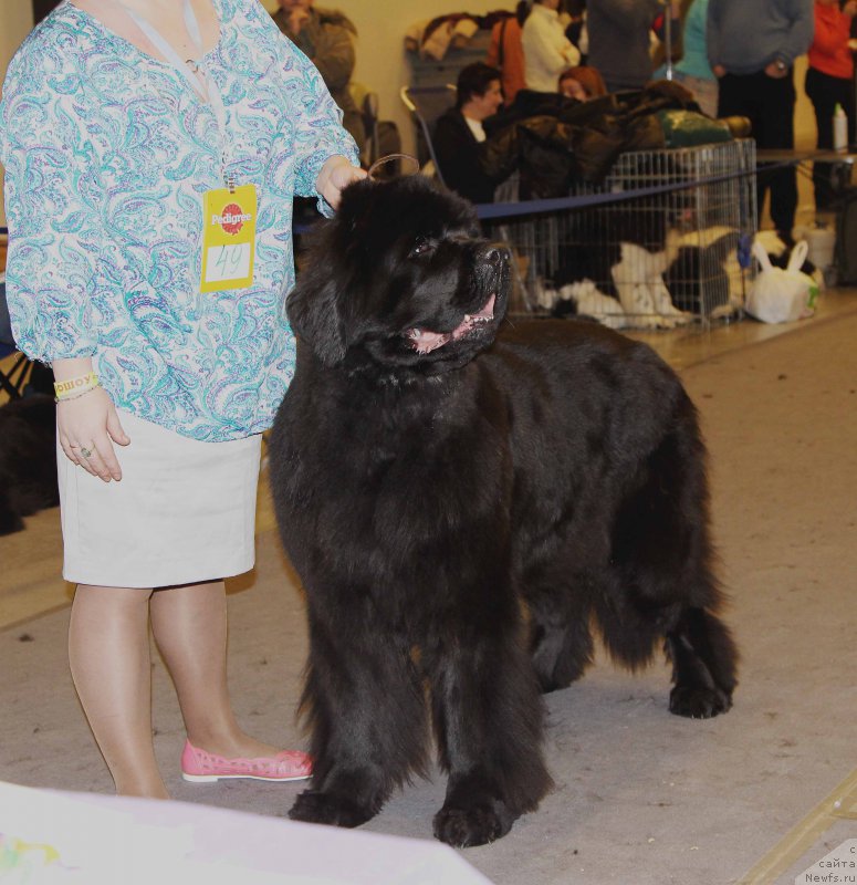 Фотография № 219259